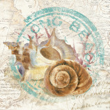 Seashells by the Seashore I Poster von David Fischer