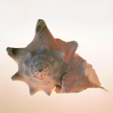 Conch Print by Tom Artin