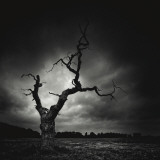 The Last Tree Affiche par Marcin Stawiarz