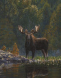 Bruce Miller - North Country Moose Plakát Bruce Miller - North Country Moose Plakát
