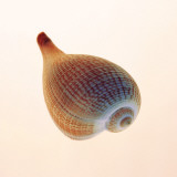 Fig Shell Poster par Tom Artin