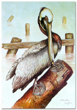 Brown Pelican Limited Edition by Dale Hauck