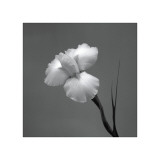 Iris II Giclee Print by Tom Artin
