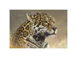 Jaguar Giclee-trykk av Kalon Baughan