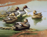 Ducks Unlimited - Morning Most Blikskilt