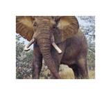 Jumbo reproduction procédé giclée par John Banovich