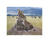 Guépards à l'aguêt reproduction procédé giclée par John Banovich