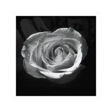 Droplets II Giclée-tryk af Tom Artin