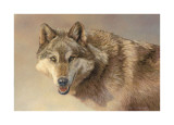Wolf Portrait Giclee-trykk av Kalon Baughan