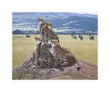 Cheetah Watch Giclee Print by John Banovich