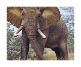 Jumbo Giclee Print by John Banovich