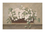 Rose Morning Giclee Print by Jennifer Brice