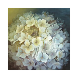 Retrato de hortensia Lámina giclée por Lisa Audit