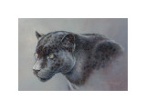 Shadow Hunter Giclee Print by Kalon Baughan