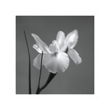 Iris I Giclee Print by Tom Artin