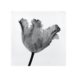 Papageientulpe I Giclée-Druck von Tom Artin
