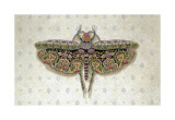 Flight of Fancy II Giclee Print by Jennifer Brice