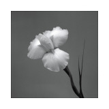 Lirio II Lámina giclée por Tom Artin Lirio II Lámina giclée por Tom Artin