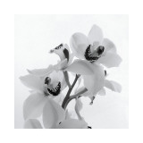 Ramillete de orquídeas II Lámina giclée por Tom Artin