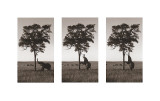 Kichwa Tembo, Masai Mara Lámina giclée por Erin Clark