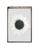 Sunflower Burst Giclee Print by Erin Clark Sunflower Burst Giclee Print by Erin Clark