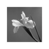 Tom Artin - Iris IV - Giclee Baskı Tom Artin - Iris IV - Giclee Baskı