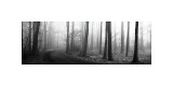 Forest Path Giclee Print by Erin Clark