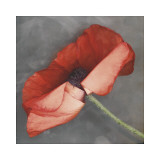 Rouge Lámina giclée por Erin Clark
