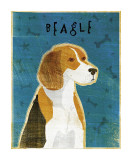 Beagle Impressão giclée por John Golden