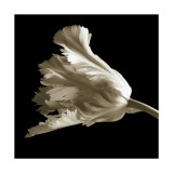 Tulip Giclée-tryk af Michael Harrison