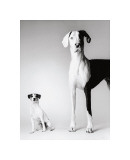 Domino and Daisy Giclée-Druck von Amanda Jones