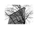 Flatiron with Tree Giclée-Druck von Erin Clark