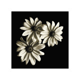 Three Black-Eyed Susans Giclée-tryk af Michael Harrison