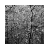 Pine Bramble Giclee Print by Erin Clark