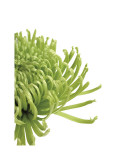 Green Bloom IV Reproduction procédé giclée par Jenny Kraft