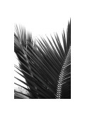 Palms, no. 12 Giclee Print by Jamie Kingham