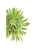 Green Bloom III Giclee Print by Jenny Kraft