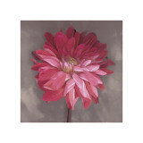 Pink Zinnia Giclee Print by Erin Clark