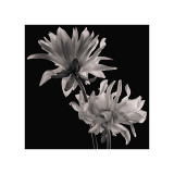 Dahlia Lámina giclée por Michael Harrison