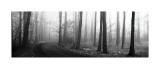 Forest Path Giclee Print by Erin Clark Forest Path Giclee Print by Erin Clark