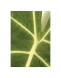 Tropical Veins Giclee Print by Jenny Kraft