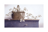 Dogwood Branch Giclee Print by Ray Hendershot
