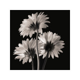 Gerber Daisies II Giclée-tryk af Michael Harrison