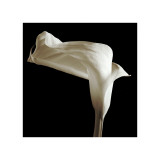 Lily Giclée-Druck von Michael Harrison