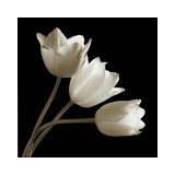 Three Tulips Giclée-tryk af Michael Harrison