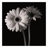 Gerber Daisies I Giclee Print by Michael Harrison