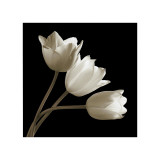 Three Tulips Giclée-Druck von Michael Harrison