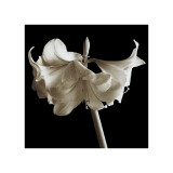 Amaryllis reproduction procédé giclée par Michael Harrison