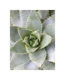 Cactus III Giclee Print by Jenny Kraft