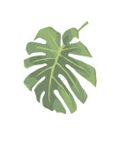 Philodendron I Reproduction procédé giclée par Jenny Kraft
